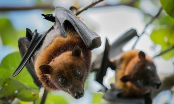 Vietnam imposes fines for transporting wildlife from epidemic areas
