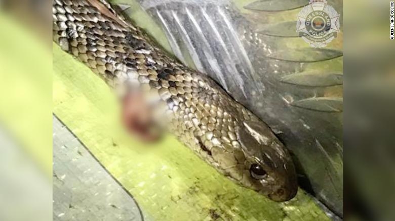 The Eastern brown snake that Jimmy killed, photographed in the back of his truck in Queensland, Australia. 1047 200707160028 australia eastern brown snake 01 exlarge 169