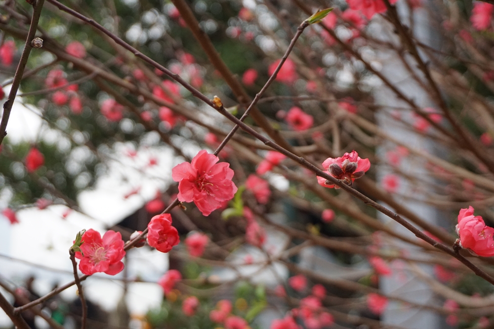 Peach blossoms, the color of Vietnamese Tet